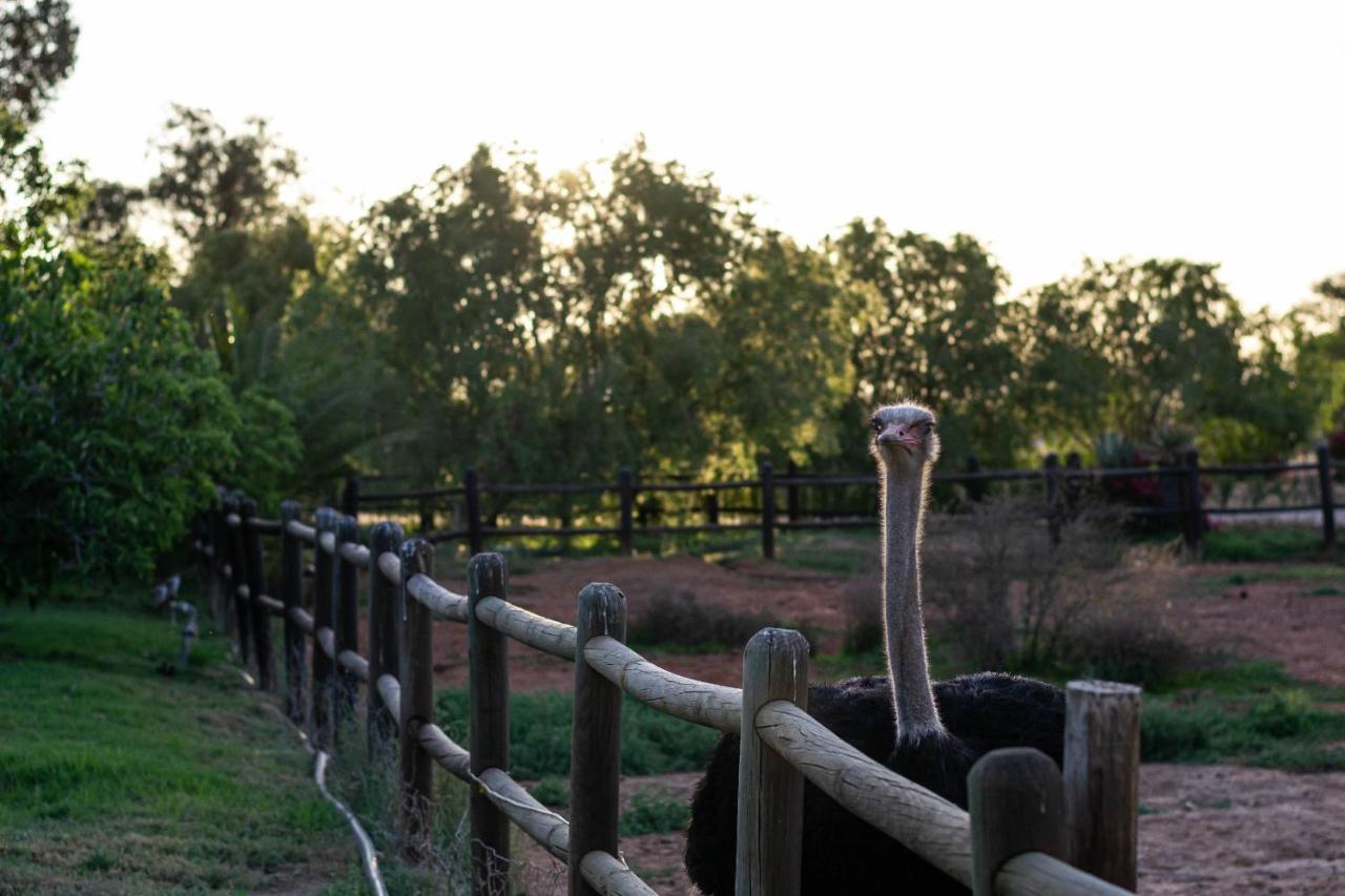 Mooiplaas Guesthouse Oudtshoorn Esterno foto